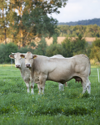 Zwei Rinder auf der Weide