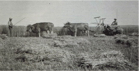 Rinder auf der Weide - Schwarz-Weiß Bild