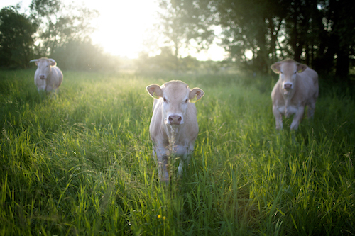 Drei Rinder auf der Weide